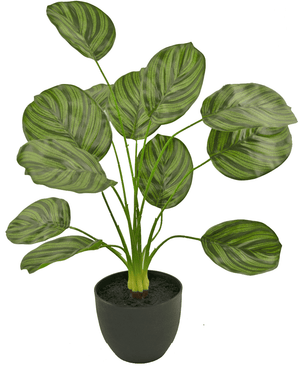 Calathea artificiale 58 cm verde scuro in vaso decorativo nero