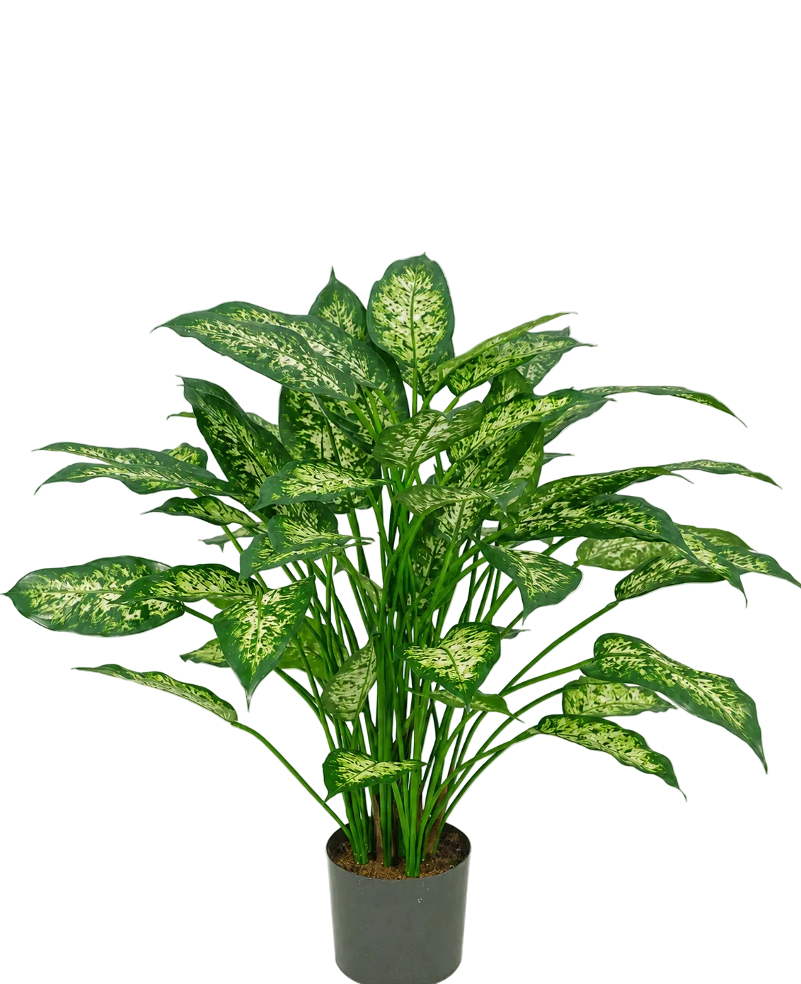 Una pianta artificiale di Dieffenbachia di 75 cm con foglie verdi lussureggianti, decorate con macchie giallo-verdi pallide, raffigurate su un semplice sfondo bianco.
