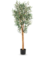 De Kunst olijfboom 160 cm UV is een hoge kunst olijfboom met slanke groene bladeren en twee lichtbruine stammen in een kleine zwarte pot, afgebeeld tegen een witte achtergrond.