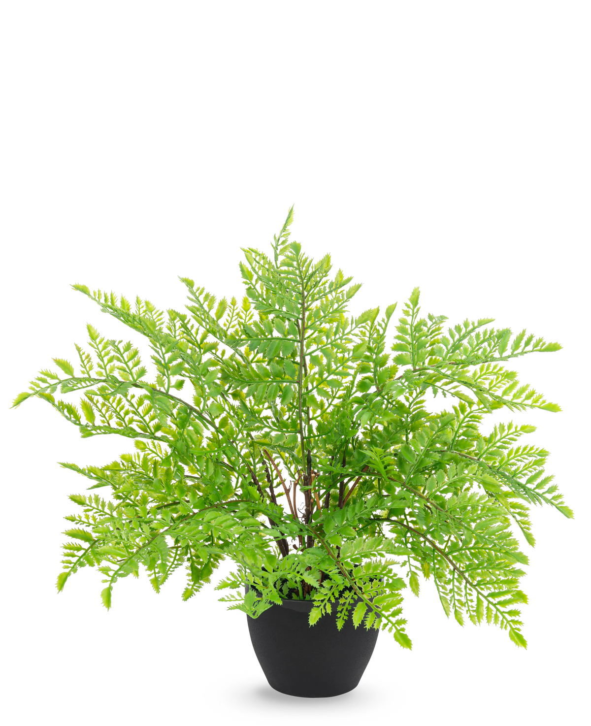 La felce artificiale da 35 cm in vaso decorativo nero ha foglie di felce verde chiaro e realistiche in un elegante vaso decorativo nero, su un elegante sfondo bianco.