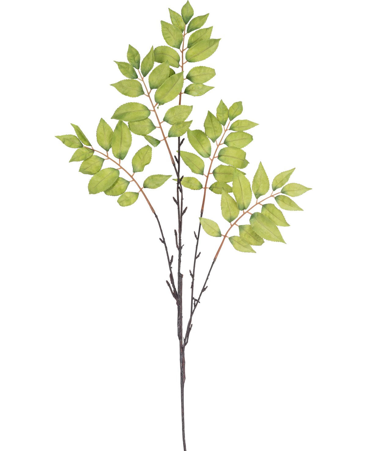 Illustrazione ad acquerello di una felce artificiale ramificata di 83 cm di colore verde, con un sottile ramo marrone con tre steli e grappoli di foglie verdi vivaci su sfondo bianco.