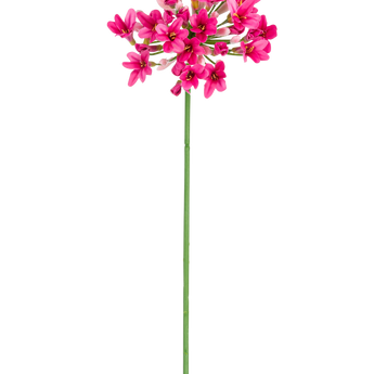 De Kunstbloem Agapanthus 77 cm roze heeft een enkele groene steel met meerdere trossen felroze bloemen, elk met meerdere bloemblaadjes, tegen een effen witte achtergrond.