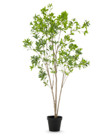 De Kunstplant Pieris Japonica 210 cm heeft meerdere slanke bruine stelen en overvloedige groene bladeren, gepresenteerd in een hoge pot tegen een effen witte achtergrond.