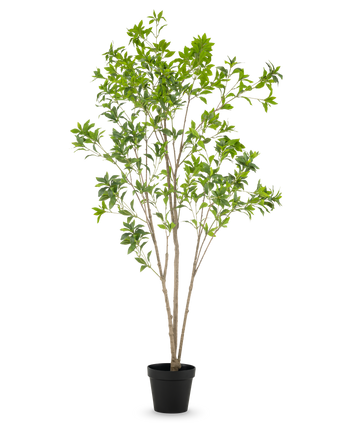 De Kunstplant Pieris Japonica 210 cm heeft meerdere slanke bruine stelen en overvloedige groene bladeren, gepresenteerd in een hoge pot tegen een effen witte achtergrond.
