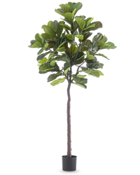 Pianta Artificiale Ficus Tabacco Deluxe 215 cm