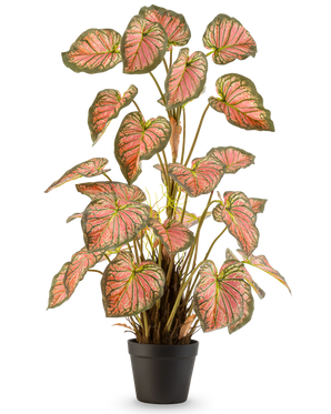 De Kunstplant Caladium 90 cm roze is een potplant met grote, hartvormige bladeren met groene randen en roze harten, rechtop gepresenteerd in een zwarte pot tegen een witte achtergrond.