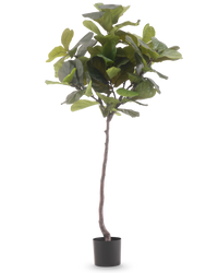 Pianta Artificiale Ficus Tabacco Deluxe 180 cm