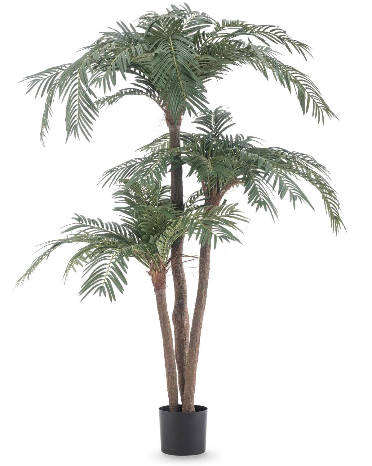 La palma artificiale Cycas Classic da 165 cm ha molteplici tronchi marroni e foglie verdi lussureggianti in un semplice vaso nero, su uno sfondo bianco: una palma realistica che porta un'eleganza naturale in ogni stanza.