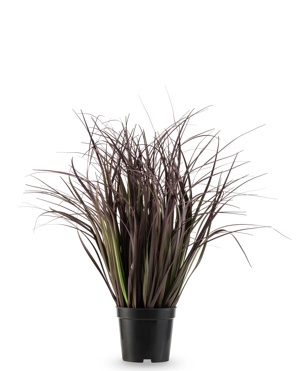 La pianta erba artificiale Wild Lawn 50 cm ignifuga ha foglie alte, strette, viola scuro in un vaso nero su sfondo bianco: un'elegante pianta artificiale ideale per interni moderni.