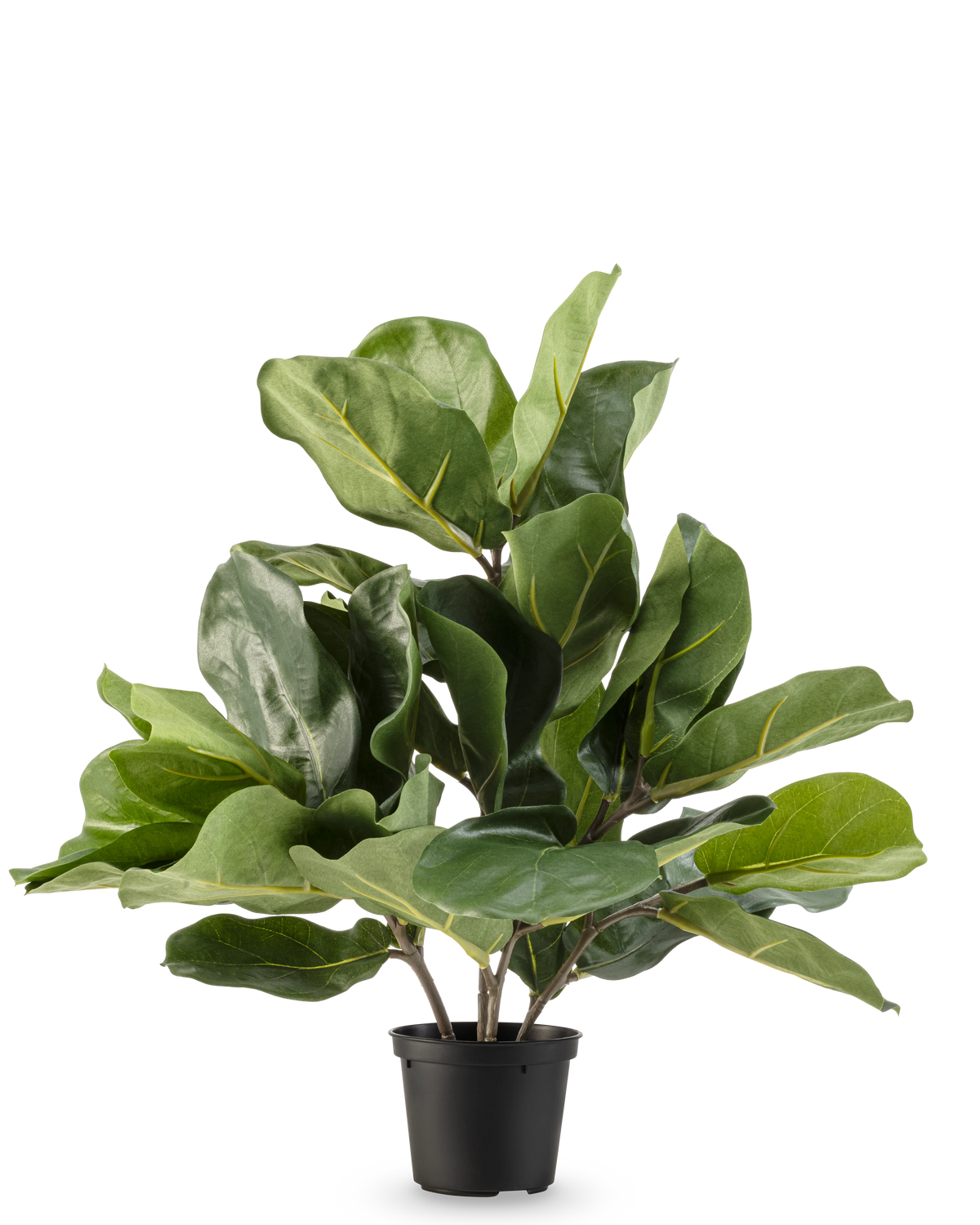 La pianta di tabacco artificiale Fiddle Leaf UV 45 cm ha grandi foglie verdi lucide e steli spessi in un vaso di plastica nera, su uno sfondo bianco semplice.