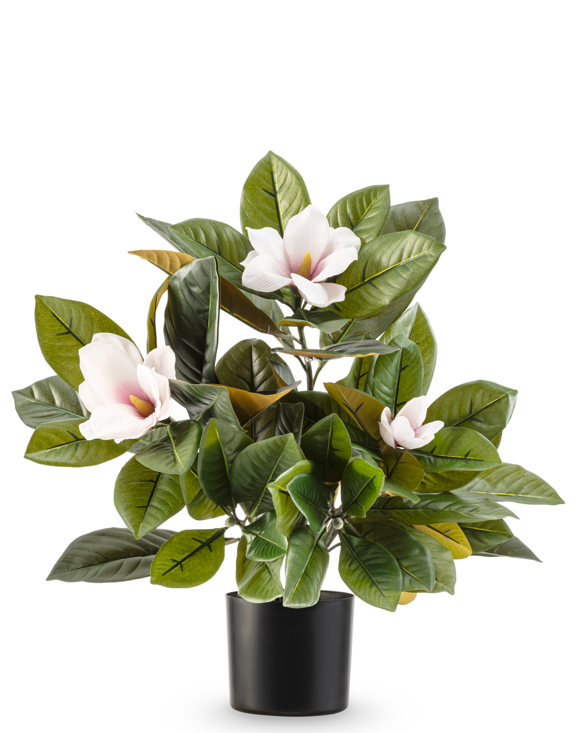 La pianta di magnolia artificiale in vaso da 46 cm è una pianta di facile manutenzione con grandi foglie verdi lucide e tre fiori rosa chiaro con un cuore giallo, in un semplice vaso nero su sfondo bianco.
