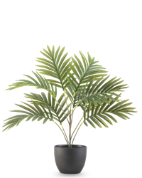 Palma Artificiale Phoenix 50 cm in vaso decorativo nero