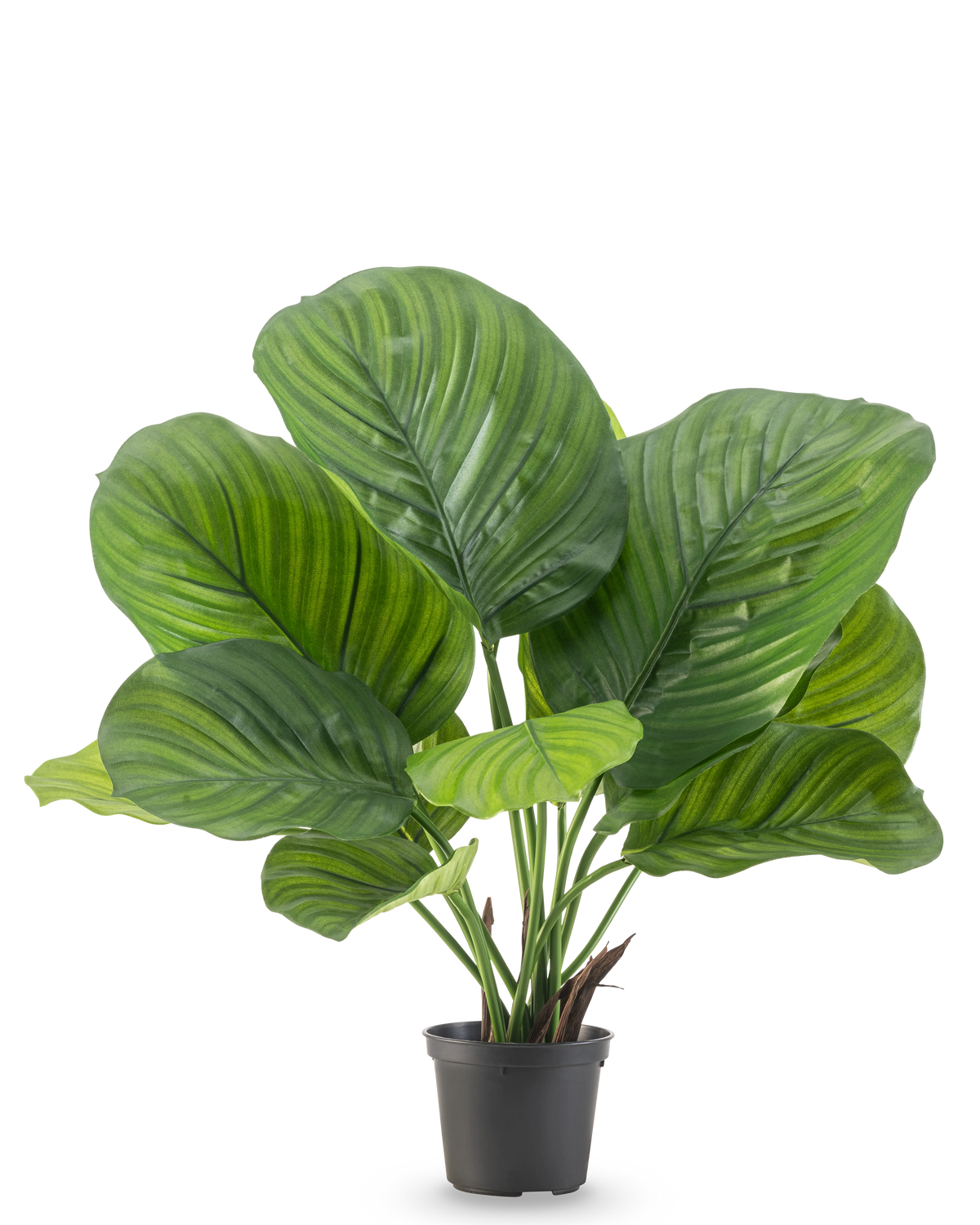 La pianta artificiale Calathea 46 cm è una pianta da vaso con foglie verdi grandi e larghe che mostrano strisce sorprendenti di colore verde chiaro e scuro, raffigurate su un semplice sfondo bianco.
