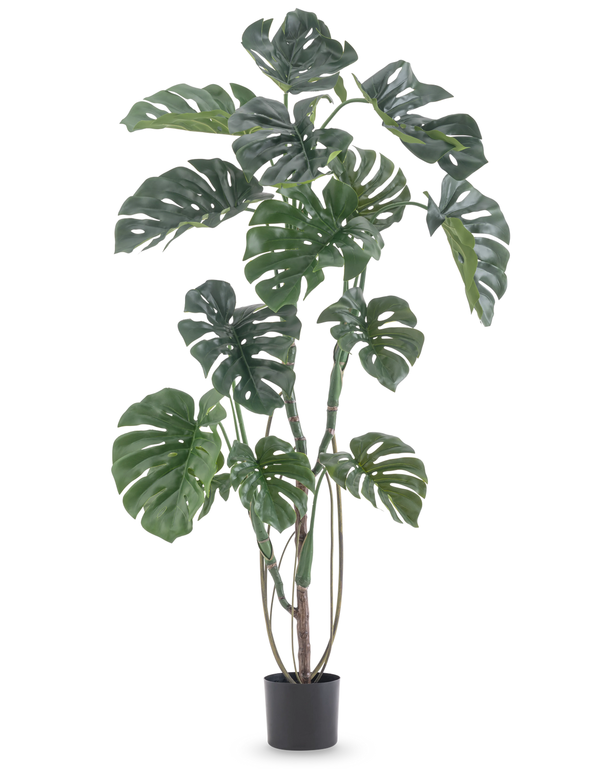 La pianta artificiale Monstera 150 cm è una pianta artificiale alta con grandi foglie verdi divise in un semplice vaso nero, su uno sfondo bianco a tinta unita.