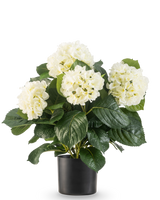 De Kunstplant Hortensia UV 43 cm wit heeft weelderige groene bladeren en grote witte hortensiabloemen in een zwarte pot, tegen een effen witte achtergrond.
