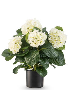 De Kunstplant Hortensia UV 43 cm wit heeft weelderige groene bladeren en grote witte hortensiabloemen in een zwarte pot, tegen een effen witte achtergrond.