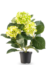 Ortensie finte verde 35 cm