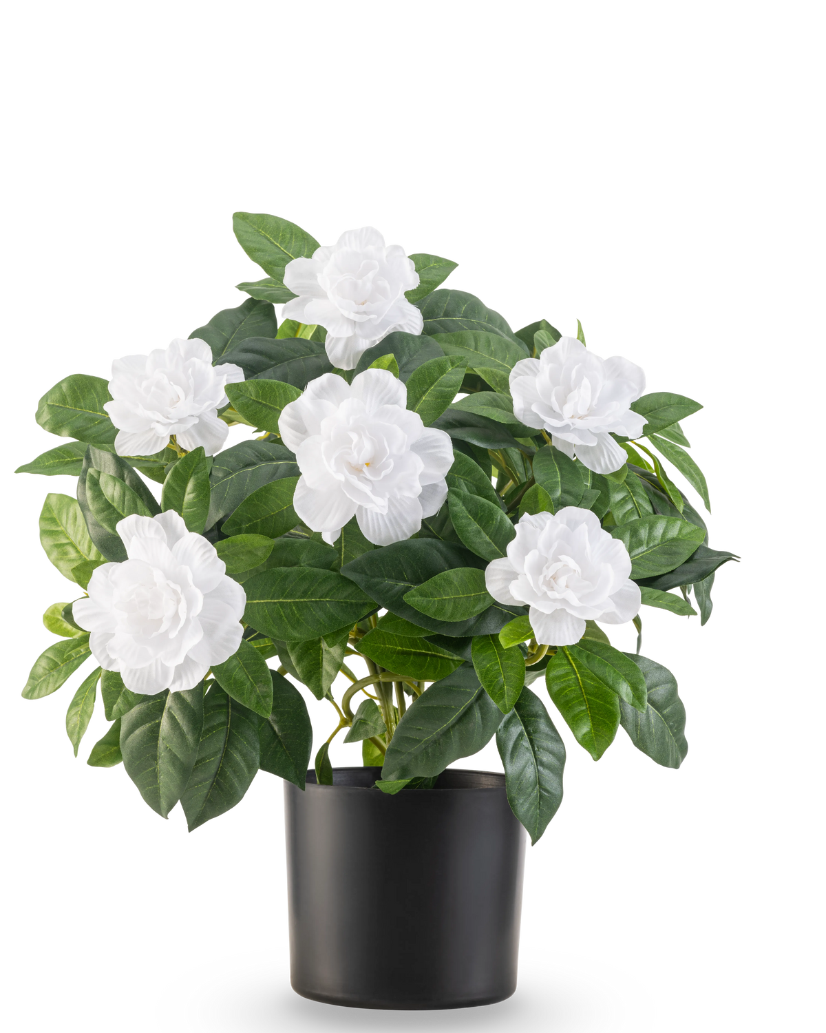 La pianta artificiale Gardenia UV bianca da 39 cm ha foglie verdi lussureggianti e grandi fiori bianchi di gardenia in un semplice vaso nero, su uno sfondo bianco a tinta unita.