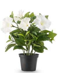 Pianta di Petunia artificiale 25 cm bianca