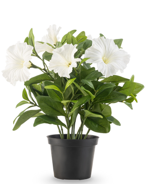 Een Kunstbloem Petunia plant UV 25 cm groot in een zwarte plastic pot heeft weelderige groene bladeren en meerdere grote, witte, trompetvormige bloemen, tegen een effen witte achtergrond.