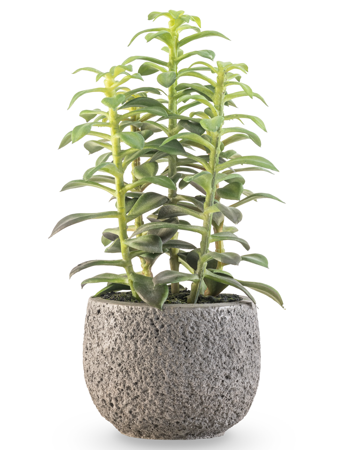 La pianta grassa artificiale in vaso decorativo da 25 cm ha steli succulenti verdi eretti in un vaso grigio con struttura, su sfondo bianco.