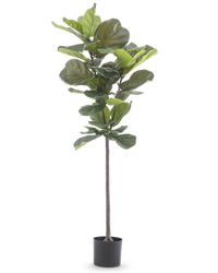 Pianta di tabacco Ficus Deluxe 155 cm