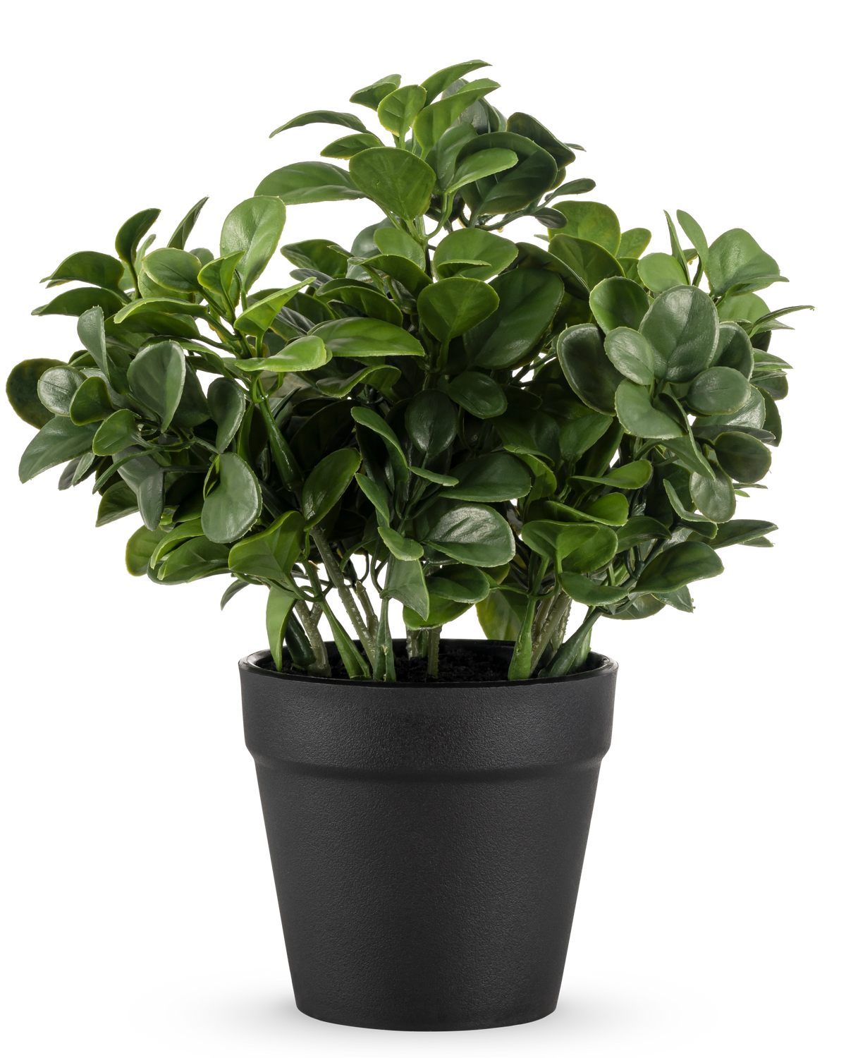 La pianta artificiale di Peperomia da 20 cm ha foglie verdi lussureggianti e rotonde e viene fornita in un semplice vaso nero su un semplice sfondo bianco.