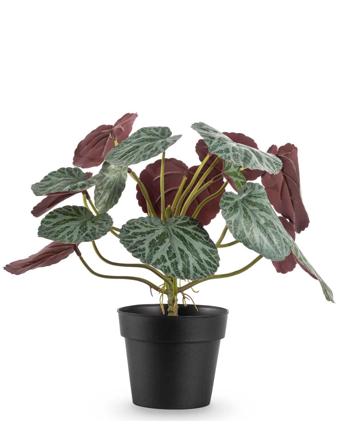La pianta artificiale Saxifraga da 27 cm ha foglie verdi con venature bianche e parti inferiori rosso-viola, presentate in un semplice vaso nero su uno sfondo bianco.