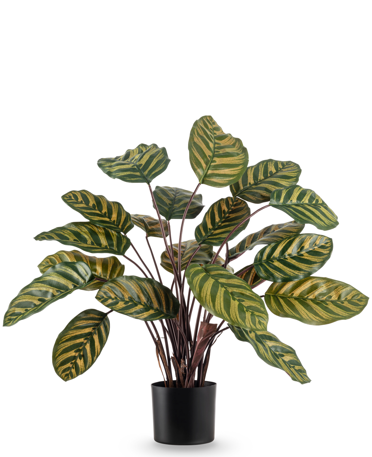 La pianta artificiale Calathea Makoyana UV 60 cm rossa è una pianta artificiale con grandi foglie ovali verdi con strisce gialle su uno sfondo bianco.