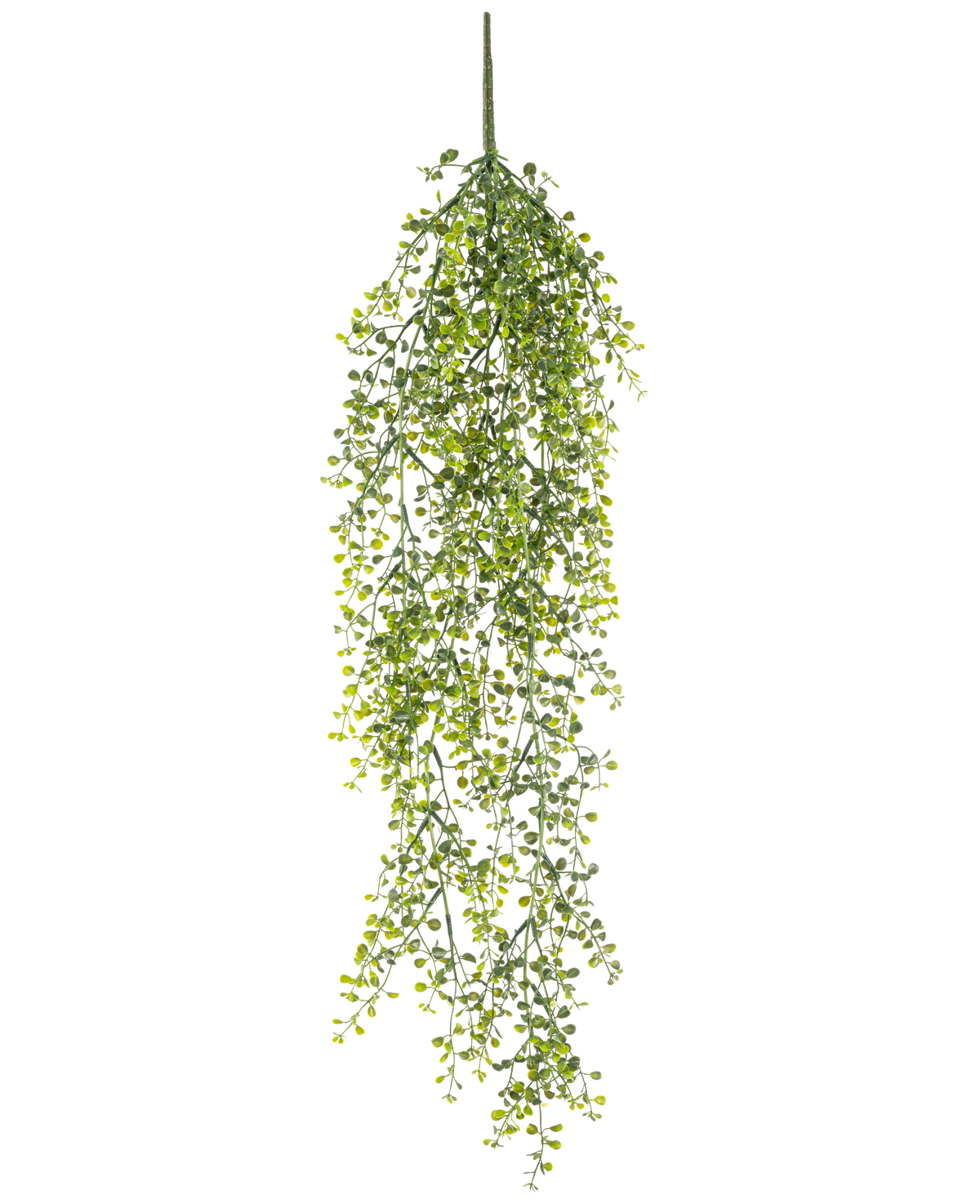 La pianta pensile artificiale Buxus 80 cm è una pianta pensile artificiale con lunghi viticci verdi sinuosi e piccole foglie rotonde su sfondo bianco.