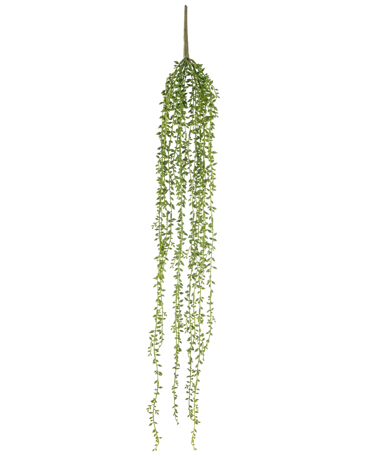 La pianta pensile artificiale Senecio 91 cm ha lunghi steli pendenti con piccole foglie verdi, che creano un'elegante pianta pensile artificiale su uno sfondo bianco a tinta unita.