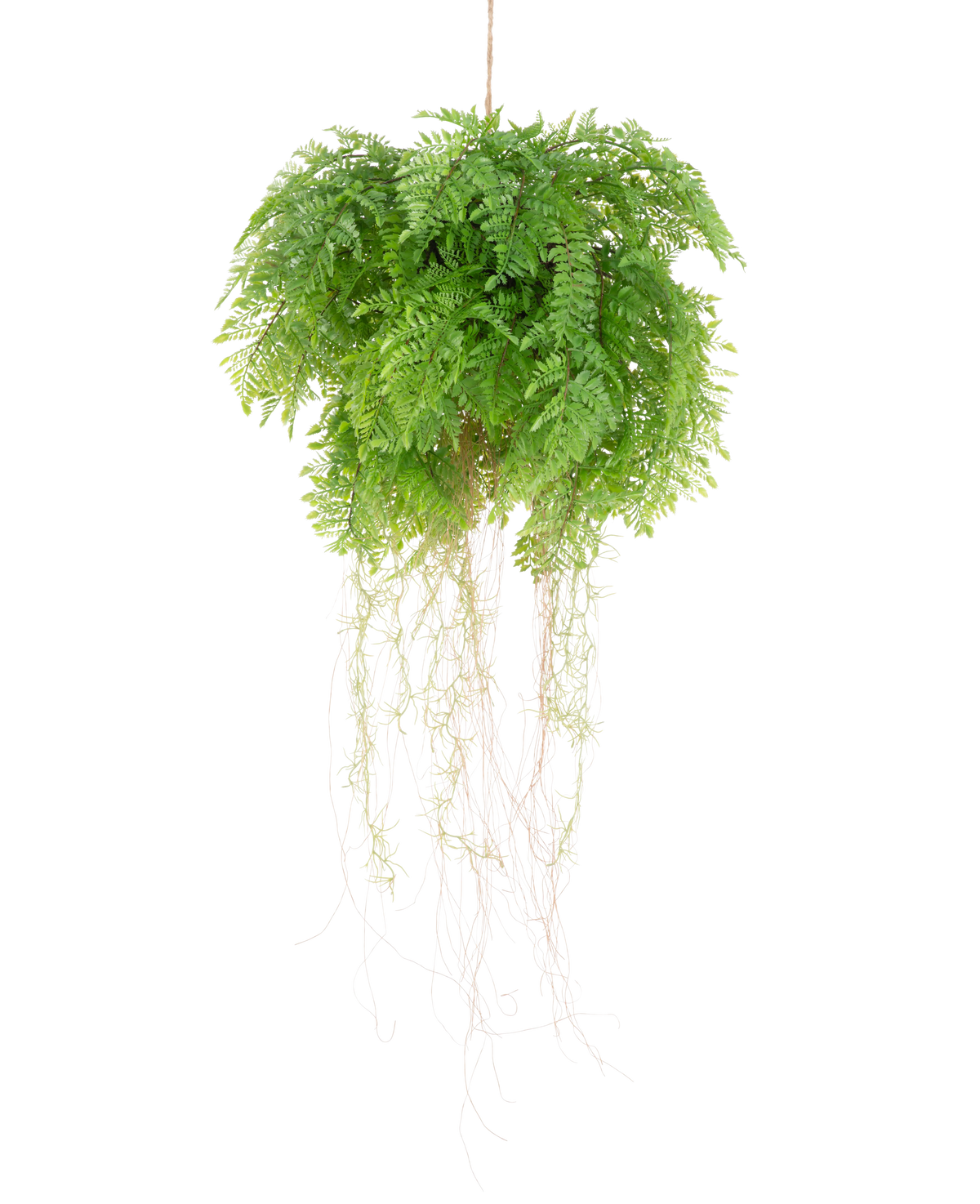 La pianta pensile artificiale di felce con radici d55 cm con sistema di sospensione ha foglie verdi lussureggianti e viticci delicati, che aggiungono una bellezza naturale realistica al tuo spazio. Si appende facilmente e valorizza qualsiasi arredamento con un fascino realistico.