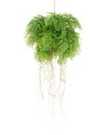 De Kunst hangplant Varen met wortels d55 cm met hangsysteem heeft weelderige groene bladeren en delicate ranken, die levensechte natuurlijke schoonheid toevoegen aan je ruimte. Hij kan gemakkelijk worden opgehangen en verfraait elke inrichting met realistische charme.