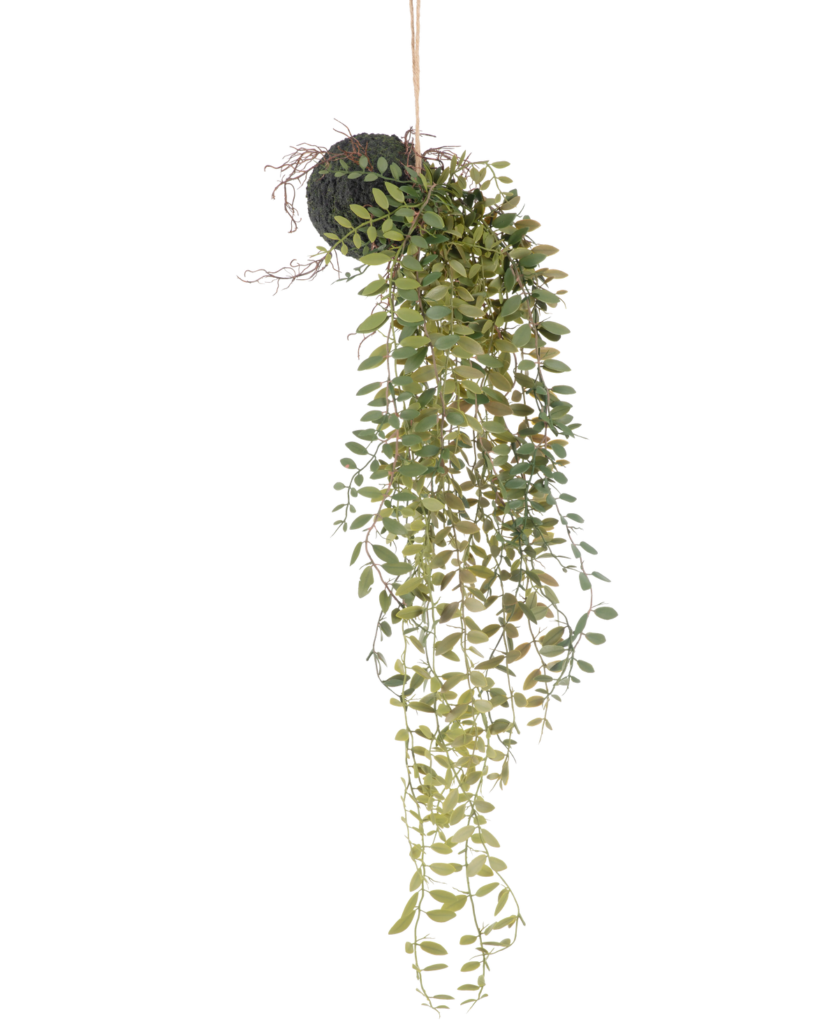 La pianta pensile artificiale Pumila ball 30 cm ha lunghi viticci verdi sinuosi con piccole foglie che emergono da una palla ricoperta di muschio, sospesa con una corda su uno sfondo bianco.