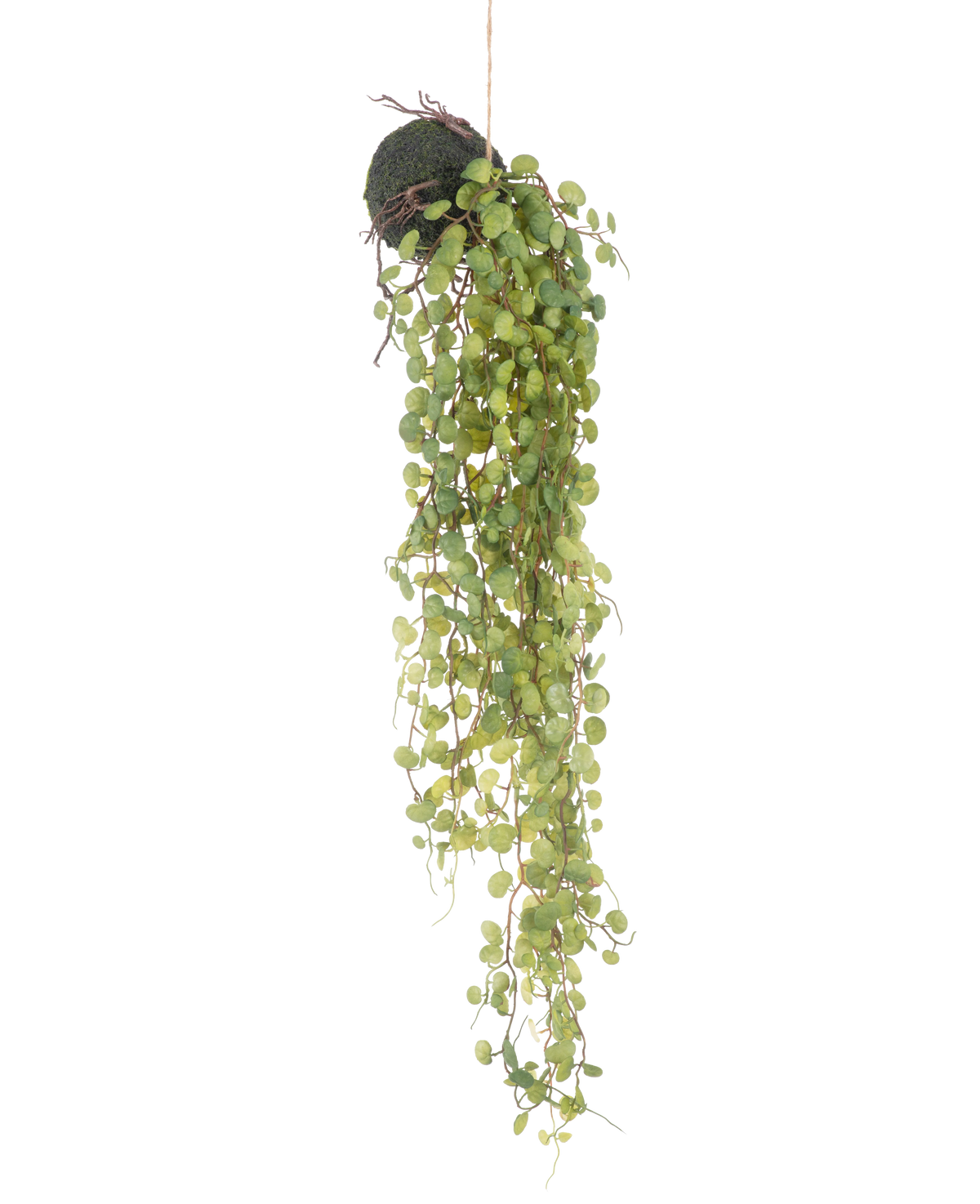 La pianta succulenta artificiale sospesa su sfera da 78 cm ha foglie verdi rotonde che emergono da un piccolo vaso sferico ricoperto di muschio, perfetto come accento decorativo su un semplice sfondo bianco.