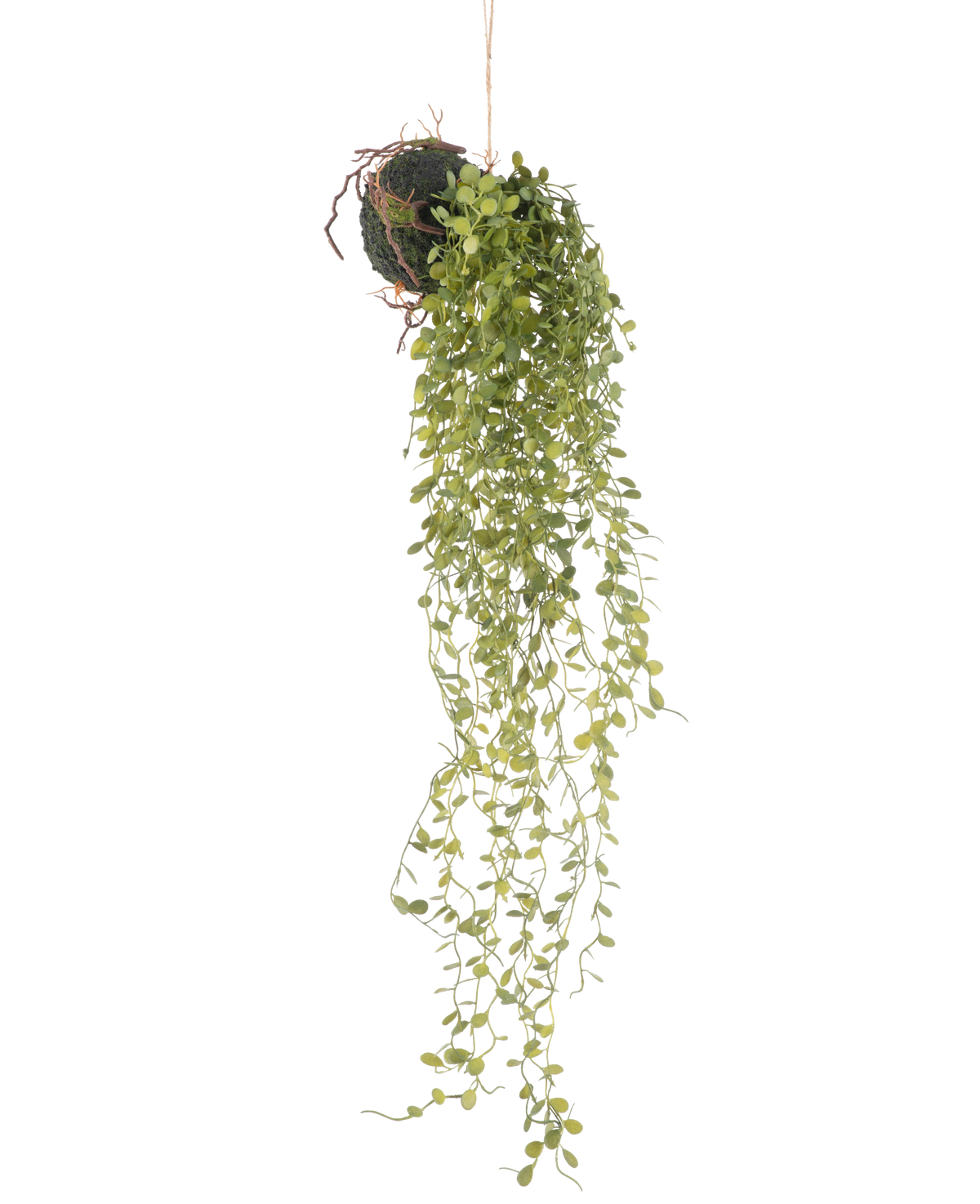 La pianta succulenta sferica artificiale da appendere da 58 cm presenta una pianta grassa verde con piccole foglie rotonde, che pende da una sfera ricoperta di muschio, su uno sfondo bianco semplice.