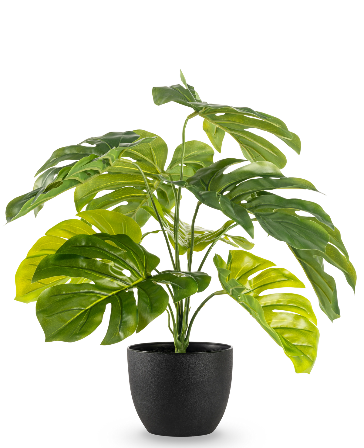 La Monstera artificiale da 55 cm in vaso decorativo nero ha grandi foglie verdi lucide e divise in un vaso decorativo nero, su uno sfondo bianco a tinta unita.