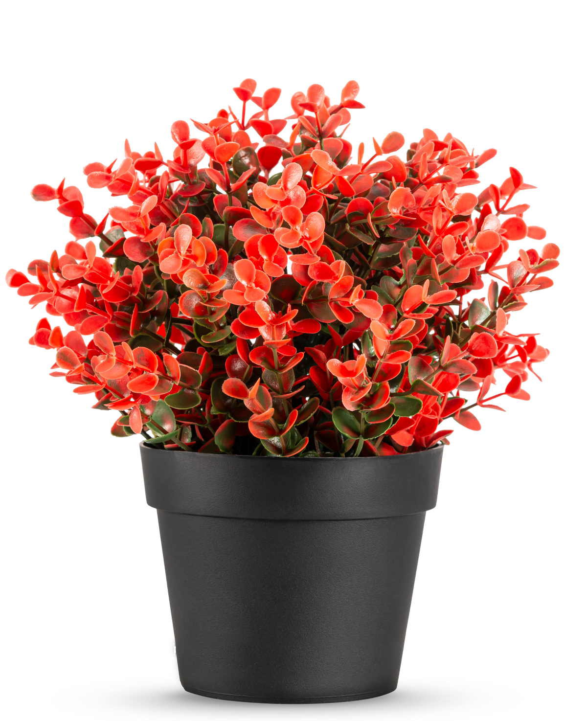 La pianta artificiale Buxus rossa in vaso UV 19 cm è un vaso da fiori nero compatto con un rigoglioso mix di foglie artificiali rosse e verdi su uno sfondo bianco a tinta unita.