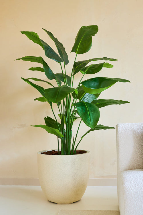 La pianta artificiale Strelitzia Real Touch Deluxe 180 cm, con le sue foglie larghe e lucide, sta sul pavimento accanto a un divano strutturato bianco e una parete beige e porta un tocco di stile tropicale nella stanza.