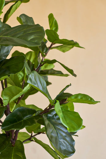 Primo piano della pianta artificiale di tabacco Ficus Deluxe da 180 cm, con le sue rigogliose foglie verdi lucide e sottili steli marroni su uno sfondo beige a tinta unita.