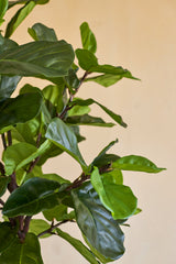 Primo piano della pianta artificiale di tabacco Ficus Deluxe da 180 cm, con le sue rigogliose foglie verdi lucide e sottili steli marroni su uno sfondo beige a tinta unita.