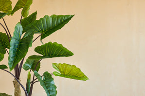 La pianta artificiale Calocasia da 210 cm ha grandi foglie verdi con venature visibili su steli scuri, che si stagliano contro una parete beige a tinta unita per un aspetto semplice e naturale all'interno.