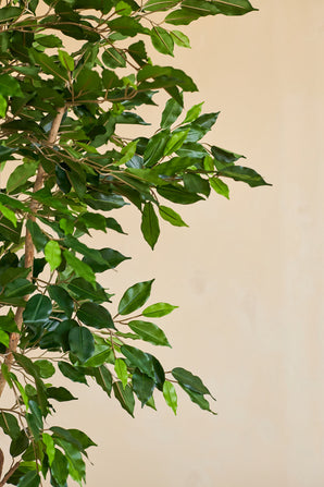 Un primo piano della pianta artificiale Ficus Green da 180 cm con rami sottili in un vaso decorativo, su sfondo beige a tinta unita.
