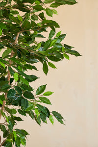 Piante Finte Ficus Verde 240 cm