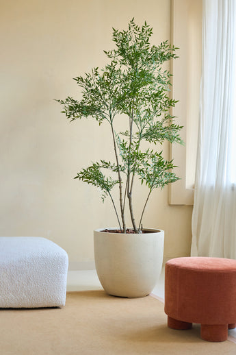 La pianta artificiale Ruscus 180 cm, con rami sottili e foglie verdi, si erge su un pavimento beige accanto a un divano strutturato bianco e un poggiapiedi rotondo in terracotta in una stanza delicatamente illuminata con pareti color crema e tende bianche trasparenti.