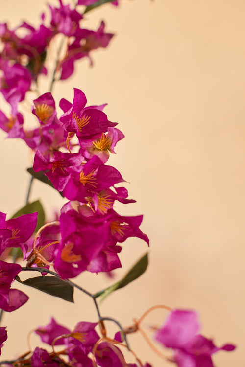 La Bougainvillea artificiale viola 150 cm ha fiori magenta vivaci con un cuore giallo e foglie verdi su uno sfondo beige tenue. Questo design realistico è perfetto per aggiungere eleganza ispirata alla natura ai tuoi interni.