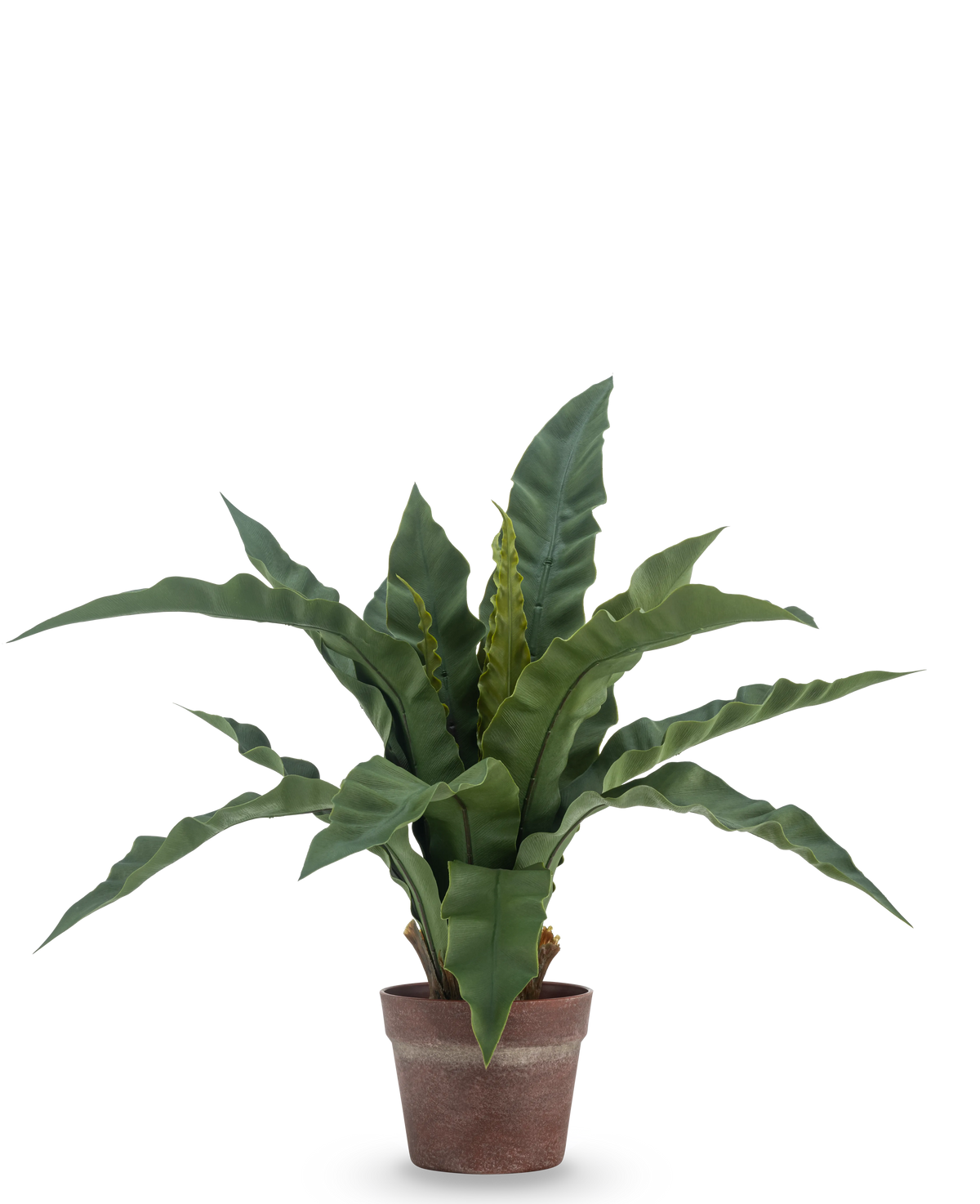 La felce nido artificiale da 49 cm ha lunghe foglie verdi ondulate in un vaso di terracotta marrone, su uno sfondo bianco semplice.