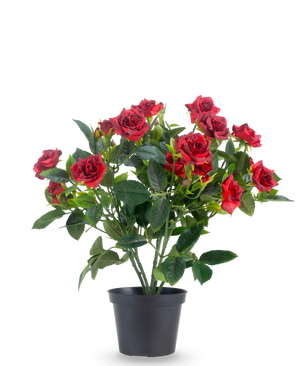 Una pianta artificiale da patio rosa da 35 cm in rosso/nero presenta vivaci rose artificiali rosse con foglie verdi lussureggianti in un vaso nero, su uno sfondo bianco semplice.