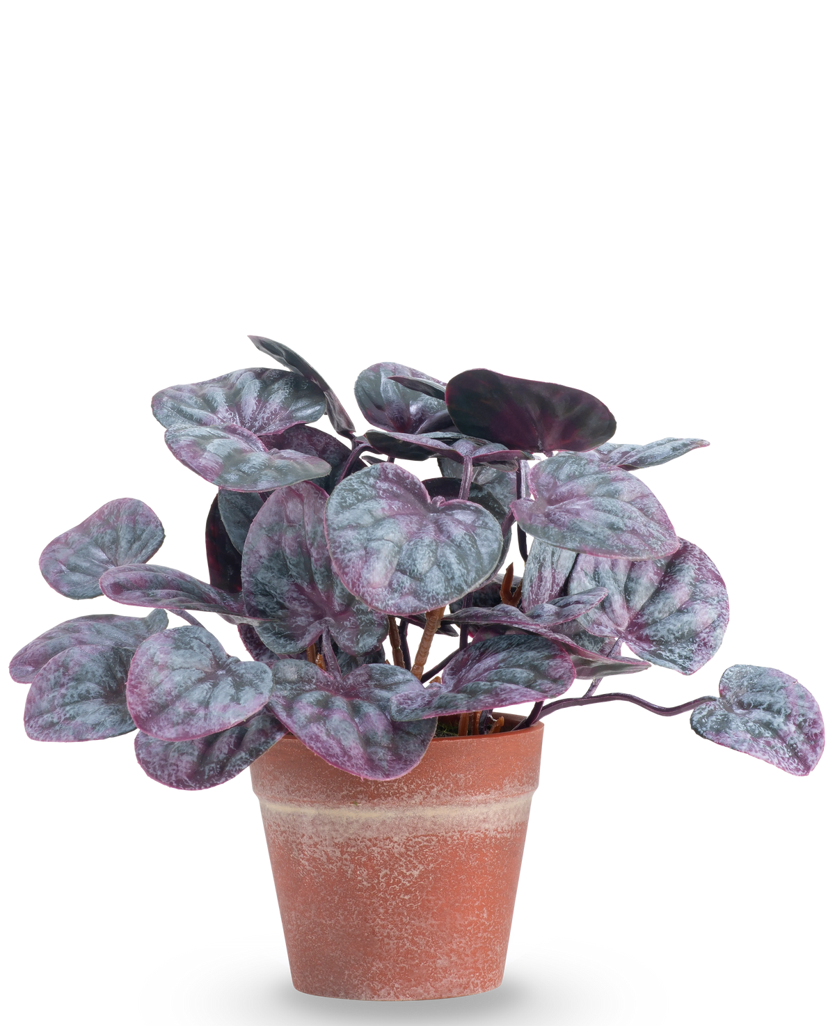La pianta artificiale Rugose leaf 16 cm grigia è una pianta artificiale con foglie rotonde e colorate nei toni viola e verdi in un vaso di terracotta su uno sfondo bianco a tinta unita.