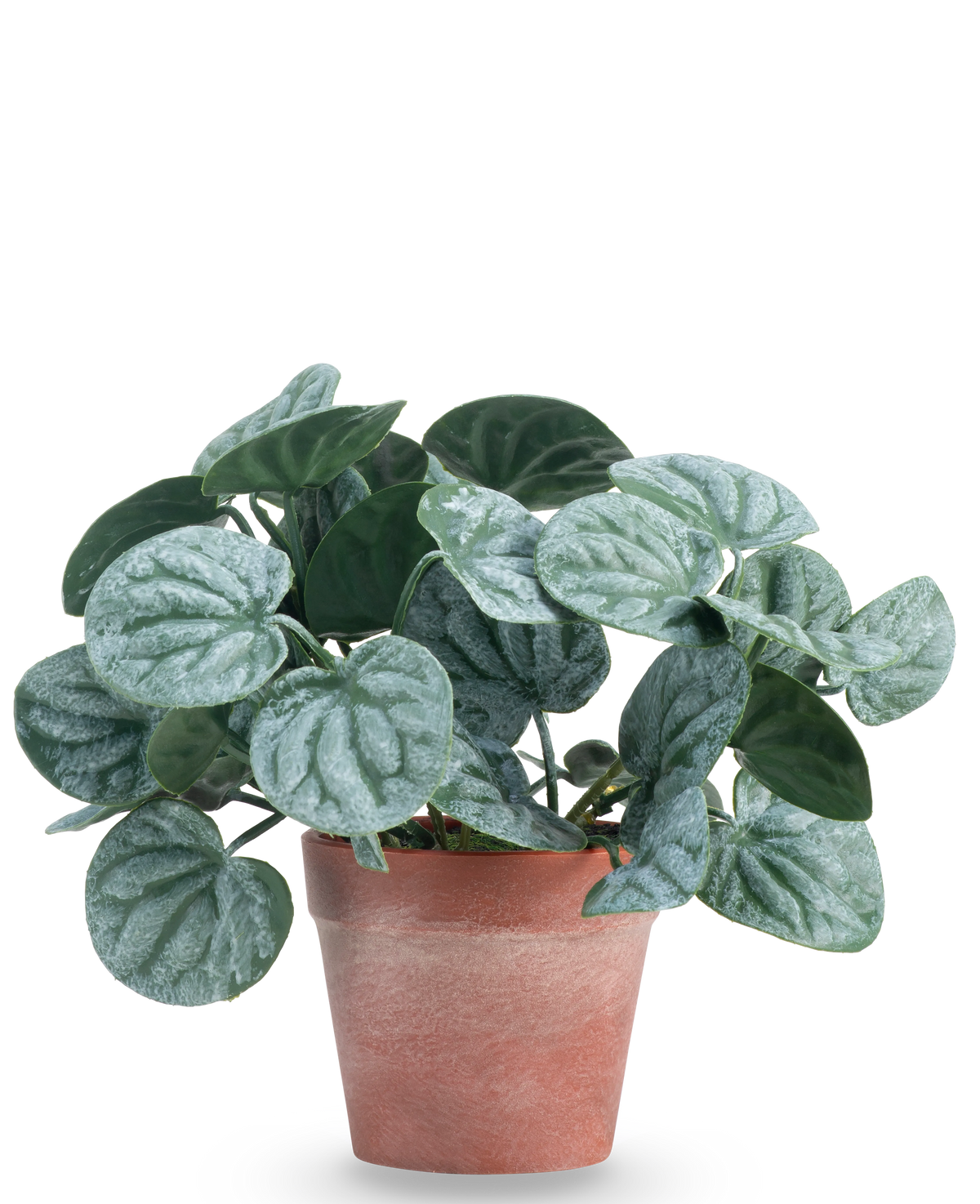 La pianta artificiale Rugose leaf 16 cm verde è una pianta artificiale con foglie verdi rotonde e venature argentate chiare, presentata in un vaso di terracotta rosso-marrone su uno sfondo bianco a tinta unita.